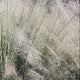 White Cloud Muhly Grass