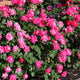 Pink Double Knock Out® Rose
