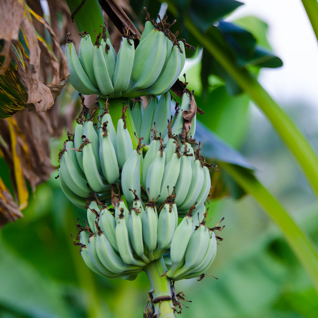 Ice Cream Banana Tree - NationwidePlants.com  