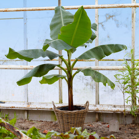 Ice Cream Banana Tree - NationwidePlants.com  