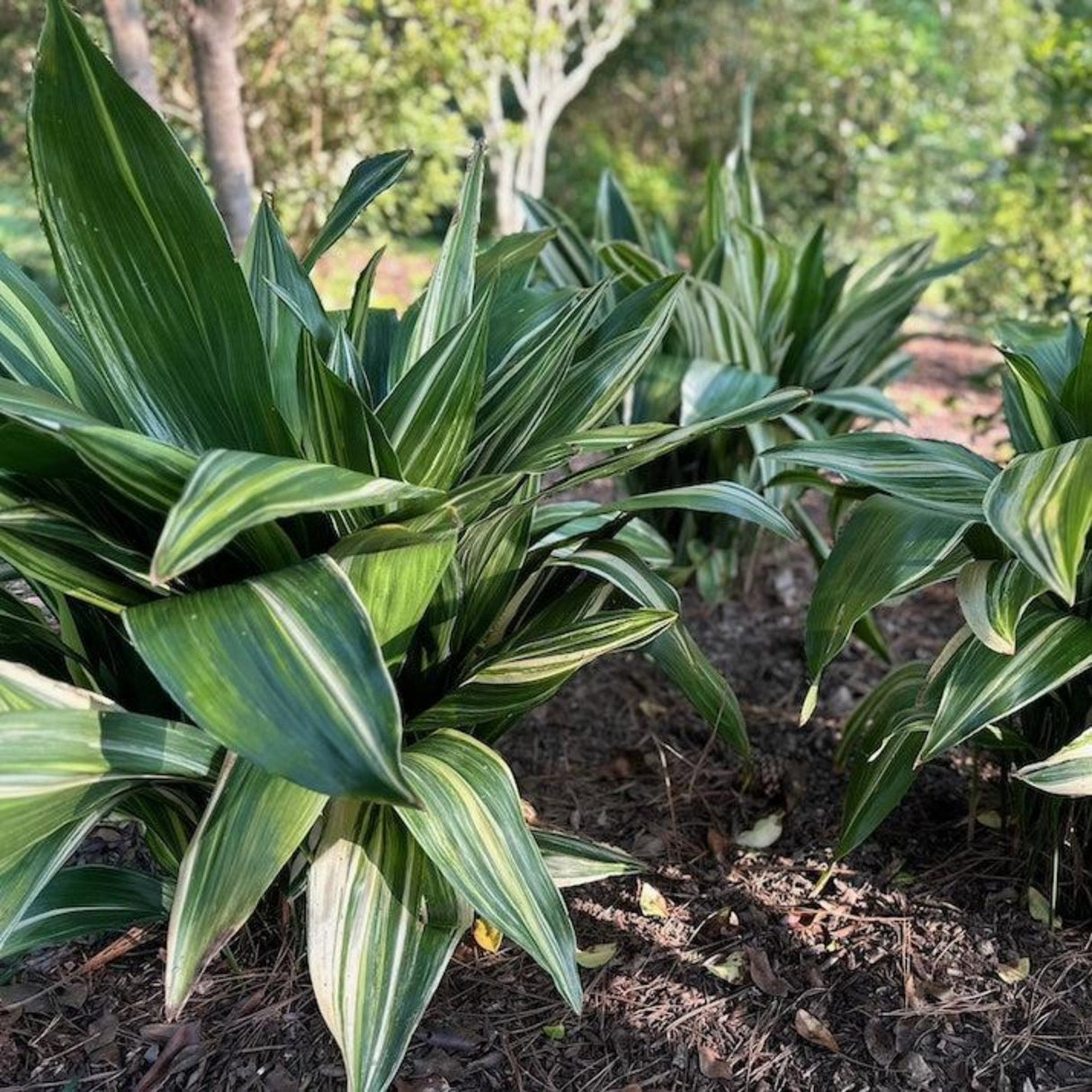 Variegated Cast Iron Plant - NationwidePlants.com  