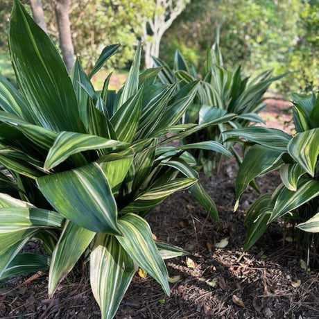 Variegated Cast Iron Plant - NationwidePlants.com  