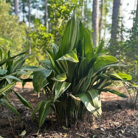 Variegated Cast Iron Plant - NationwidePlants.com  