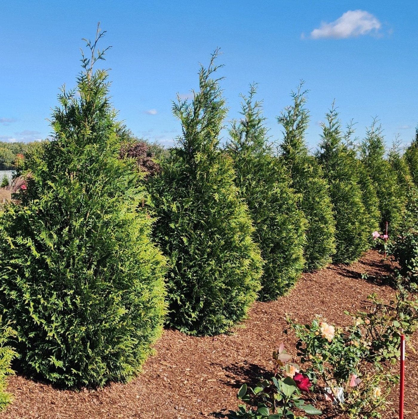 トウシュロ Yemanja 常緑樹 Junior Giant Thuja Arborvitae | Mid-Sized, Fast-Growing Privacy Tree