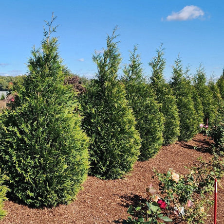 Angled view of junior giant green thuja trees that have not reached full height, being used as a privacy screen between neighbors with unkept flowering bushes sharing the same mulch bed.