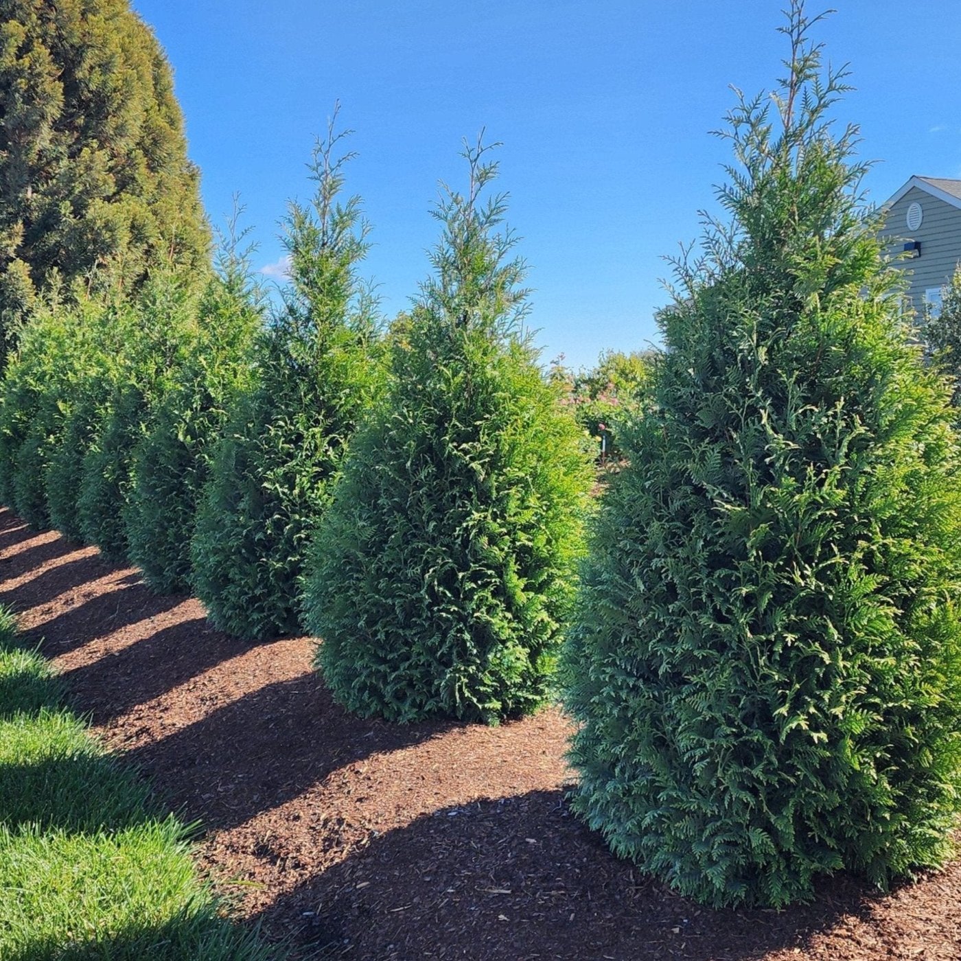 Junior Giant Thuja Arborvitae | Mid-Sized, Fast-Growing Privacy Tree