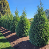 Row of 8 young green junior giant  thujas being used in a modest yard as a privacy screen with well kept brown mulch below and blue skies behind