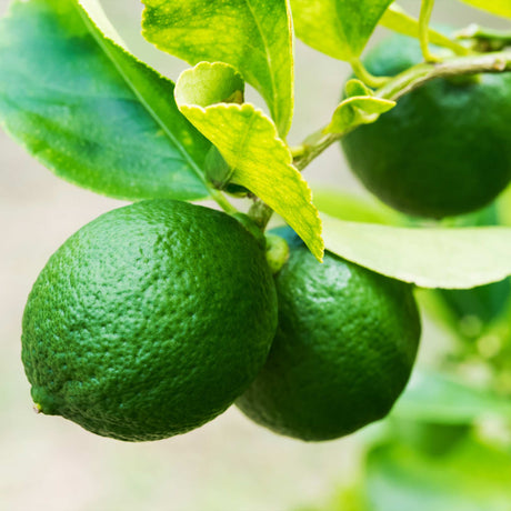 Key Lime Bush - NationwidePlants.com  