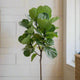 large fiddle leaf fig tree houseplant in room near window hide
