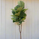 large fiddle leaf fig tree houseplant against white barn wall hide