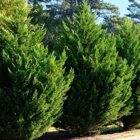 Leyland Cypress Tree evergreen plants for privacy along a border of residential and commercial space.