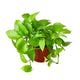 Live neon pothos houseplant potted in a nursery planter on white background