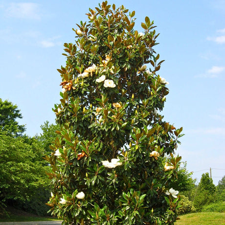 Southern Magnolia Tree, Teddy Bear Variety, being used as a landscape accent in residential landscape