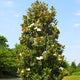A full view of a Teddy Bear Magnolia tree standing in a green landscape.