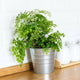 maidenhair fern houseplant in tin planter with white backsplash behind it