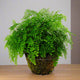 maidenhair fern houseplant in moss planter on wooden floor