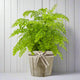 maidenhair fern houseplant with white wooden background
