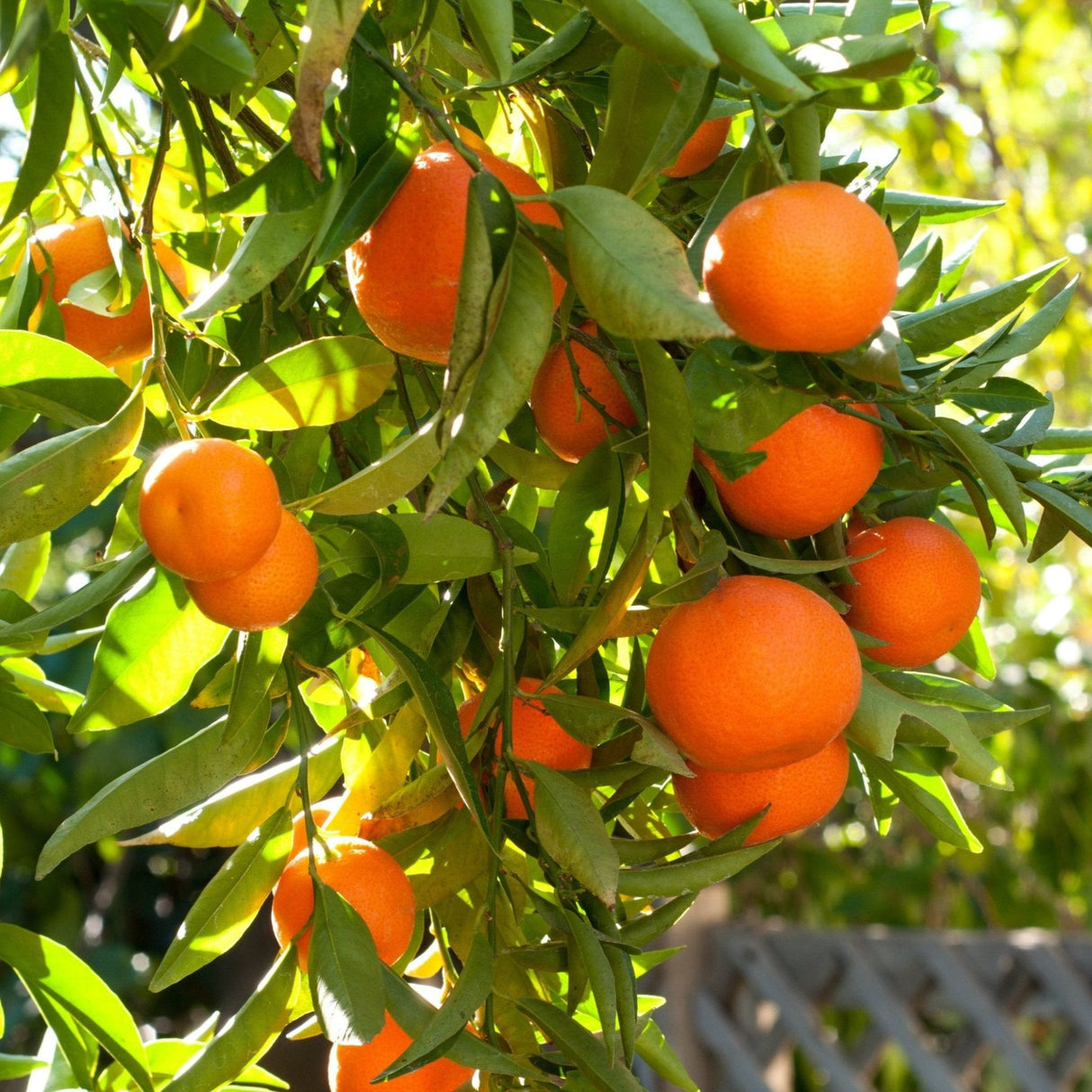 Sunlit California Honey Mandarin tree laden with bright orange fruits, surrounded by healthy, green leaves. The glossy, vibrant mandarins stand out against the leafy backdrop, showcasing their juicy appeal.