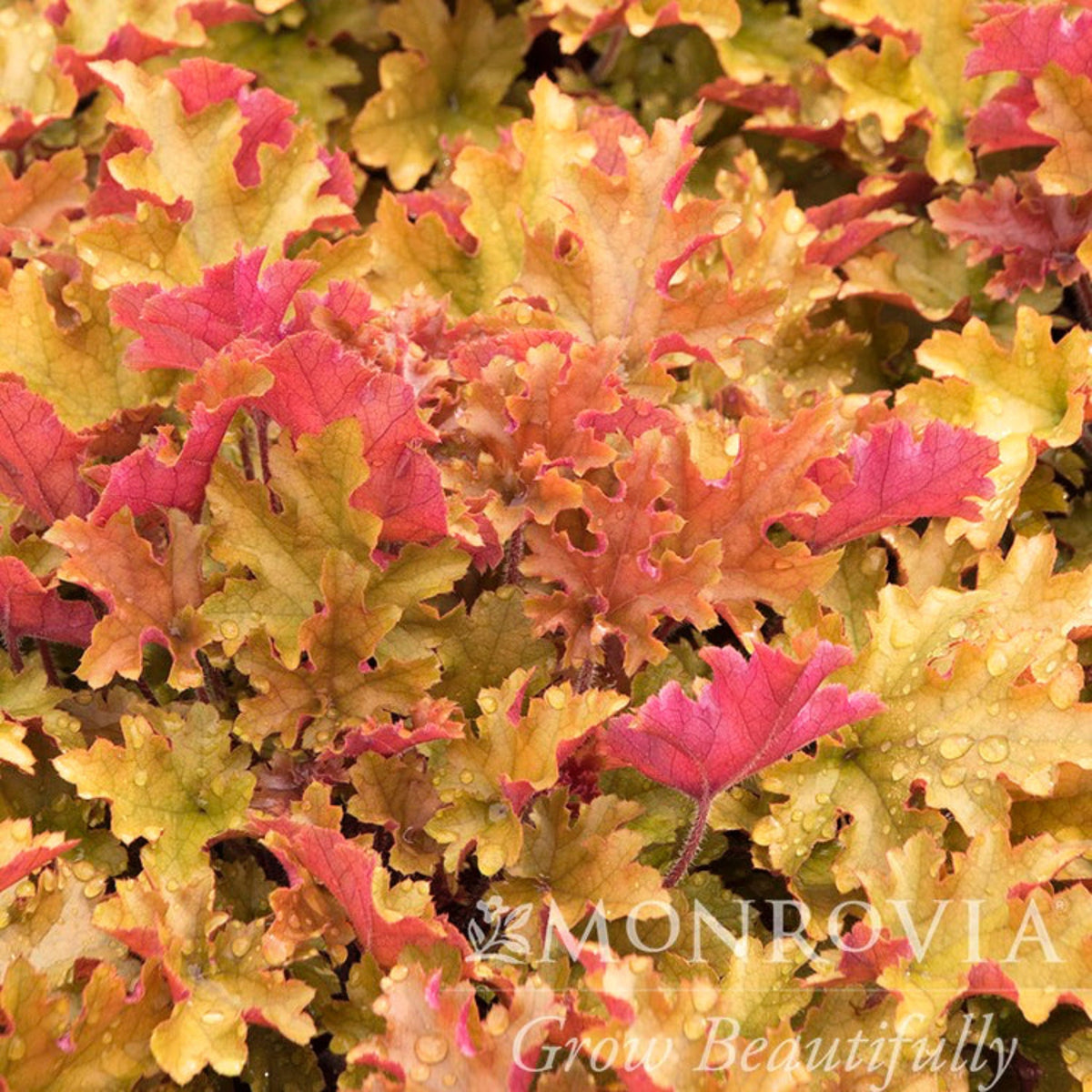 Marmalade Heuchera with mixed red, orange, and gold foliage in a nursery bed.
