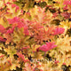 Marmalade Heuchera with mixed red, orange, and gold foliage in a nursery bed.
