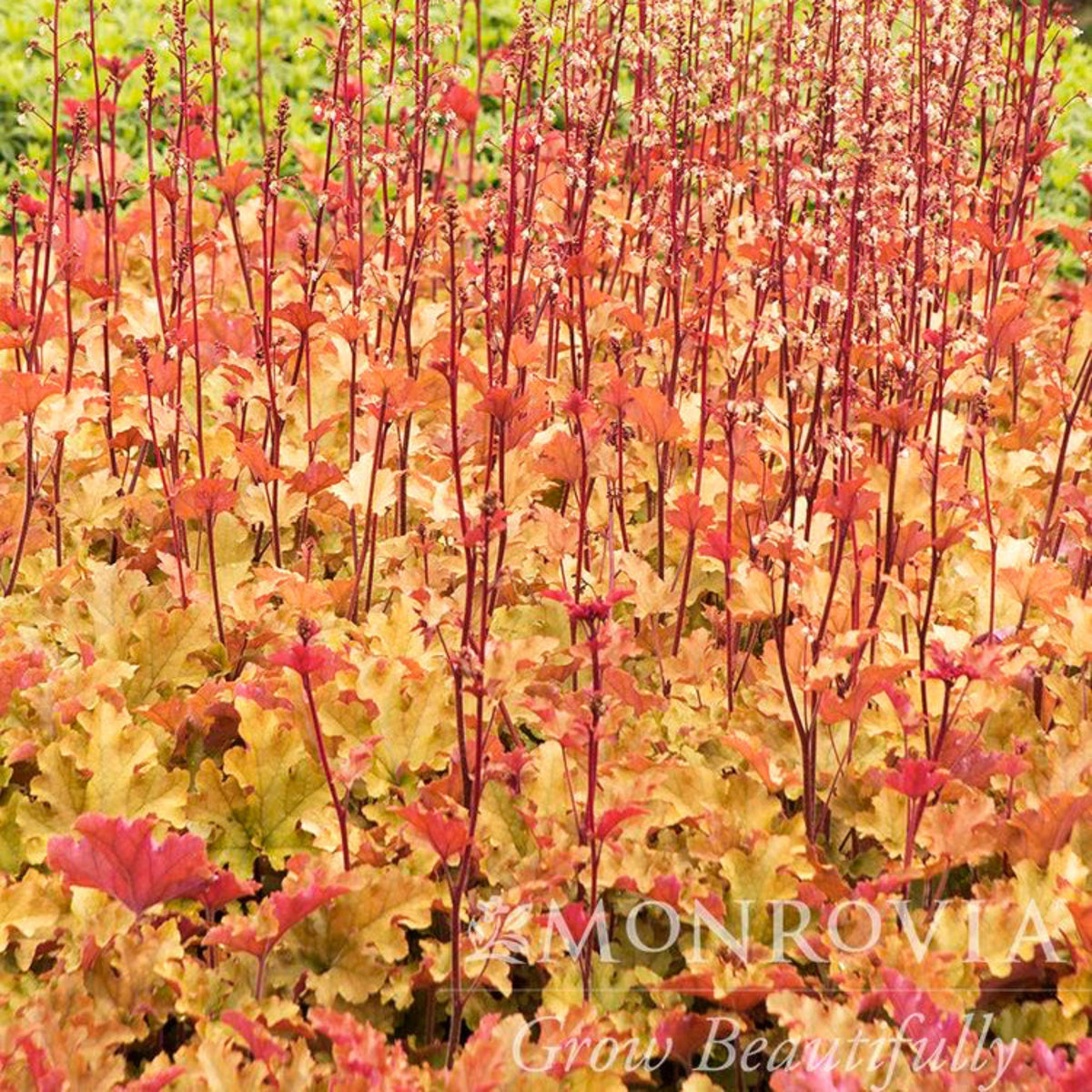 Field of Marmalade Heuchera with upright red stems and colorful leaves.