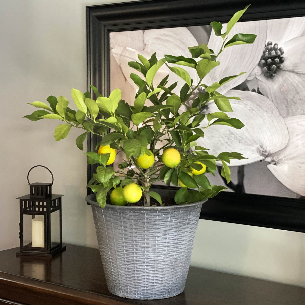 lemon plant indoors Improved Meyer Lemon Bush – Juicy, Sweet Lemons, Compact Size