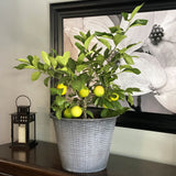 Improved Meyer Lemon Bush