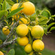 close up of a branch of a mature Meyer lemon tree with large mature lemons that are yellow with green and orange undertones