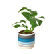 Rhaphidophora Tetrasperma "Mini Monstera" houseplant in blue polychrome planter on white background
