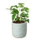 Rhaphidophora Tetrasperma "Mini Monstera" houseplant in eyes planter on white background