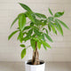 guiana chestnut pachira money tree in a white planter with a blurred white tile backsplash background