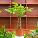 guiana chestnut pachira money tree in a nursery pot with empty bookshelves in the background and other blurred plants below.