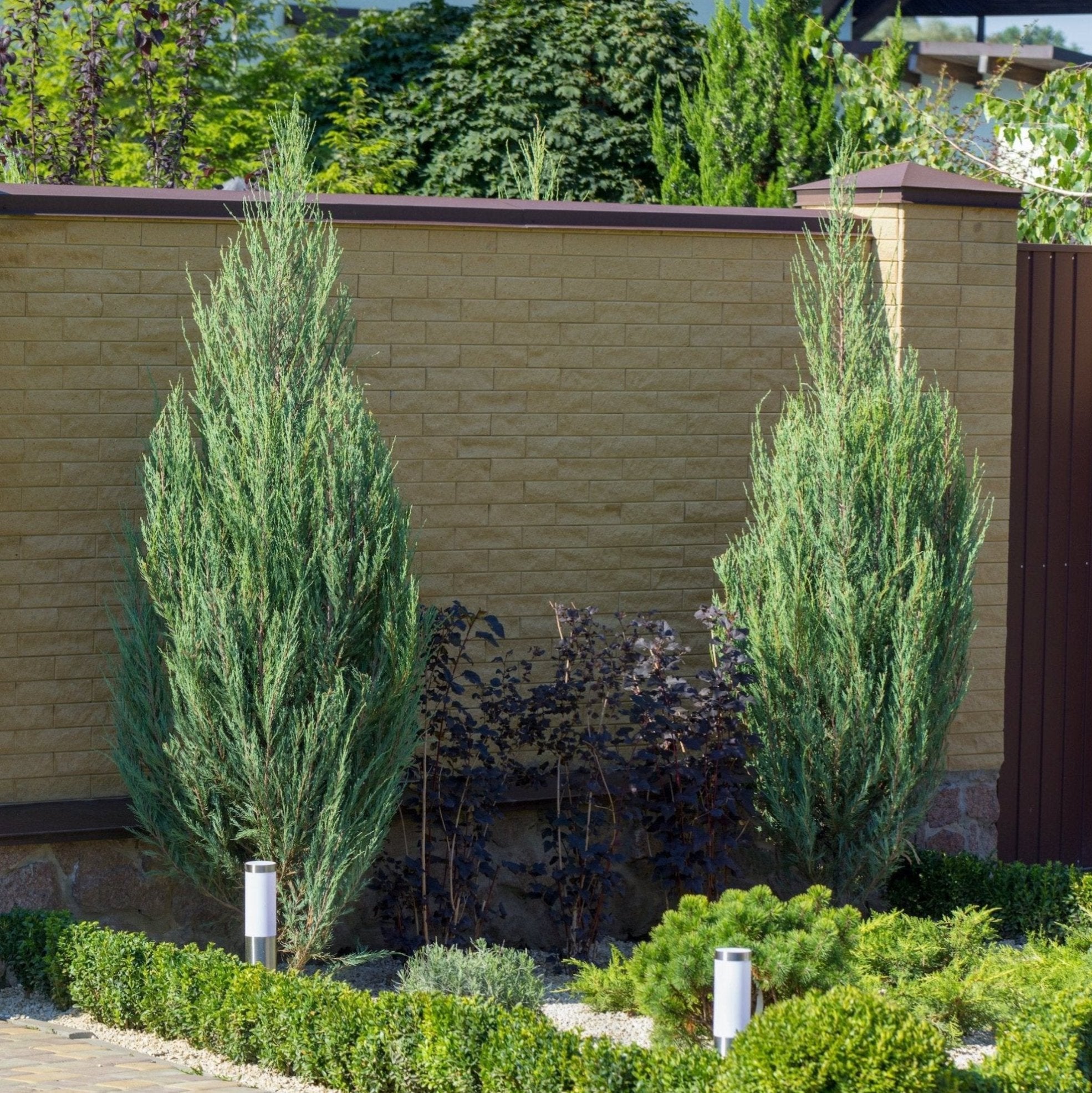 Nationwide Plants Moonglow Juniper Tree