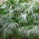 Fronds of a needle palm tree growing in a group