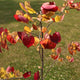 Redbud tree with scattered red and orange heart-shaped leaves in a grassy outdoor area.