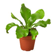 Brightly illuminated birds nest fern in a nursery planter, which appears to be young with its leaves just starting to curl