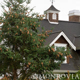 Norway Spruce with green foliage growing beside a house with a brown roof and white trim.