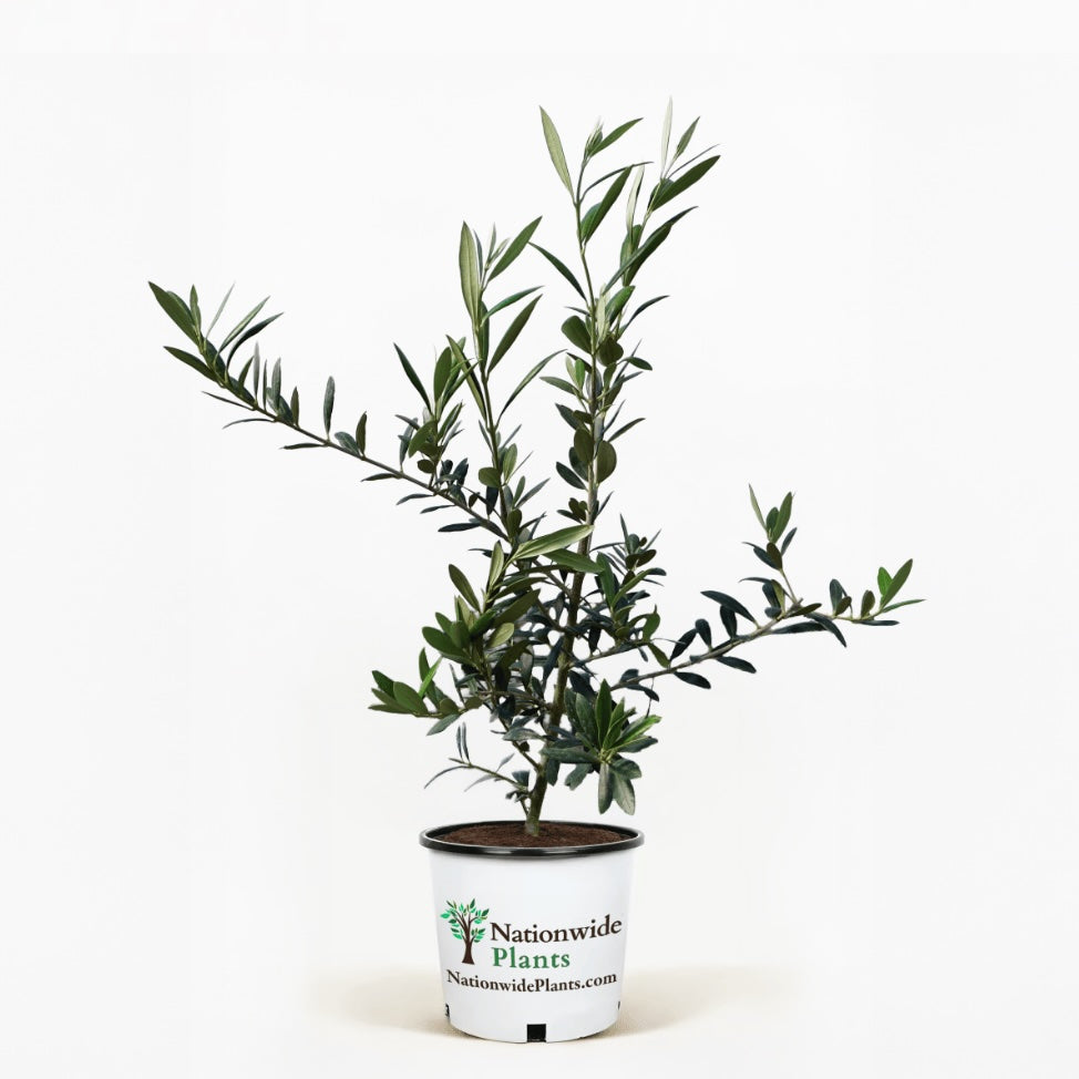 Arbequina Olive Tree in Pot