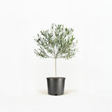 Arbequina Olive Tree in Pot