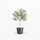 Arbequina Olive Tree in Pot