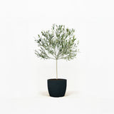 Arbequina Olive Tree in Pot