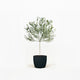 Arbequina Olive Tree in Pot
