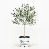 Arbequina Olive Tree in Pot