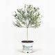 Arbequina Olive Tree in Pot