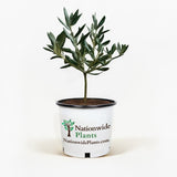 Arbequina Olive Tree in Pot