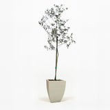 Arbequina Olive Tree in Pot