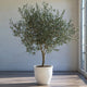 Arbequina Olive Tree in white planter in an empty room near glass French doors.
