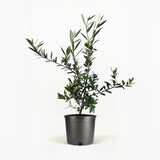 Arbequina Olive Tree in Pot