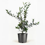 Arbequina Olive Tree in Pot [hide]