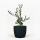 Arbequina Olive Tree
